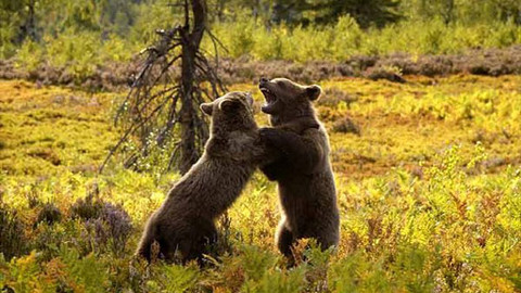 Méďové - Medvědí expres