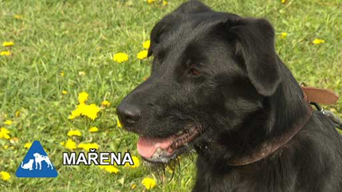 Chcete mě? - Chcete je?