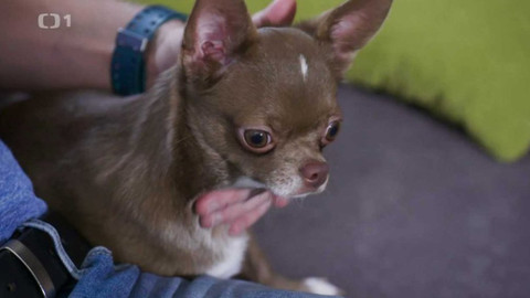 Kočka není pes - Línající Chilli a nepřátelská Mia