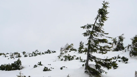 Minuty z Krkonoš - Vlajkové smrky