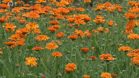 Toulky Českem budoucnosti - Zpracování léčivých bylin