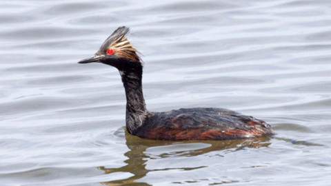 Chcete mě? - 15. března 2015