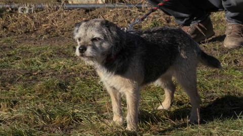 Kočka není pes - Šikanovaná Kincsem a asociální Dorotka