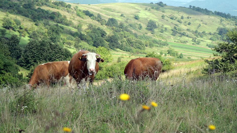 Co naše babičky uměly a na co my jsme zapomněli - Krajané