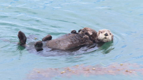 Darwinův úžasný svět zvířat - 4/12 Vítejte zpátky