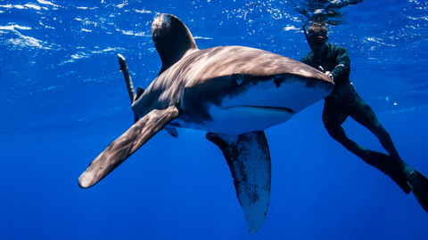 Na cestách za zvířecími zabijáky - 6/12 Havajské ostrovy