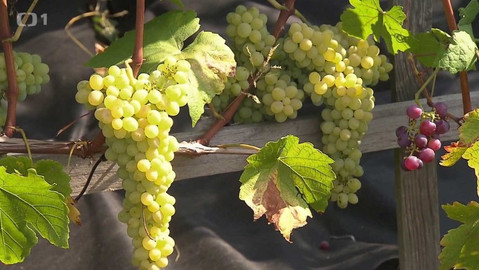 Hobby naší doby - Hobby naší doby - letní speciál