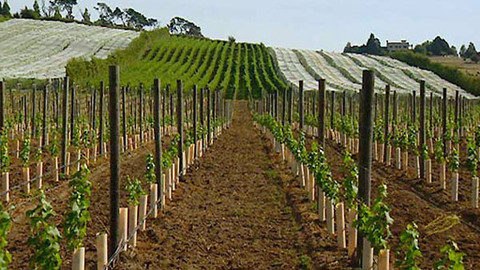 Putování za vínem - 13/16 Austrálie - Tasmánie a západní Austrálie