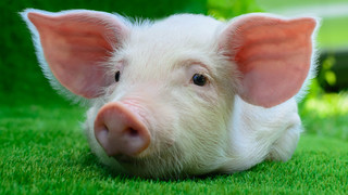 TOP 10 zvířecích mláďat