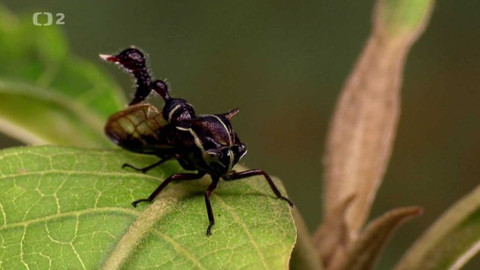 Dobrodružství vědy a techniky - Ostnohřbetky – prapodivná forma života