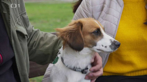 Kočka není pes - Nesamostatný Jeníček a kočičí seniorky Milunka a Zuzanka