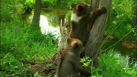 Méďové - Výlet k řece