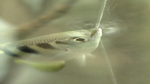 Obdivuhodný svět přírody - Stříkoun lapavý