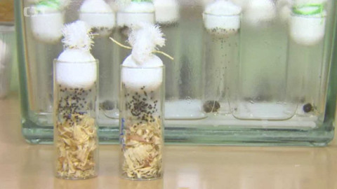 Týden v regionech (Ostrava) - 12. srpna 2017