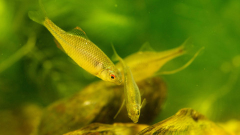 Příběhy zvědavých přírodovědců - 6/10 Napálený cizopasník aneb O hořavkách a mlžích