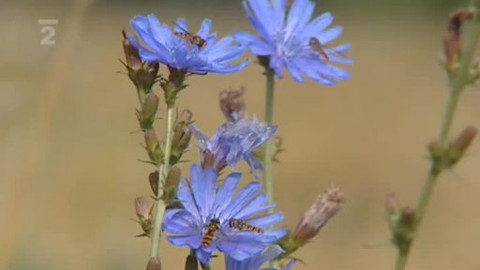 Nedej se! - Geneticky modifikované plodiny