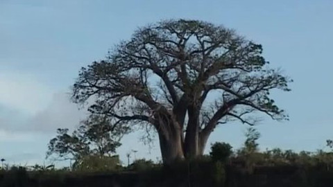 Dětská encyklopedie světa - 12/21 Strom