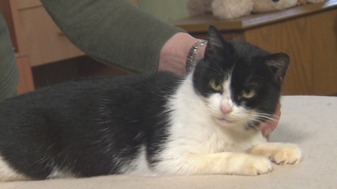 Chcete mě? - Chcete je?