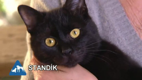 Chcete mě? - Chcete je?