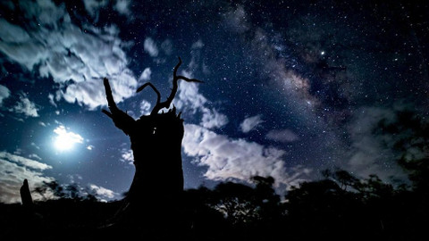 Kostarika - vzedmutí přírody - 1/3 Tropický opadavý les