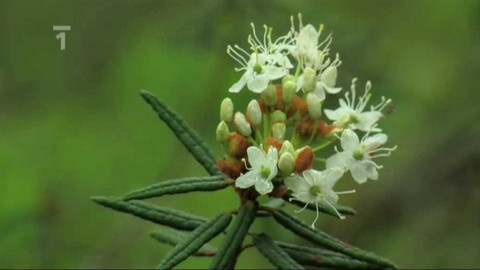 Živé srdce Evropy - Rojovník bahenní