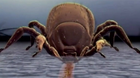 Teleapatyka - Klíšťová encefalitida