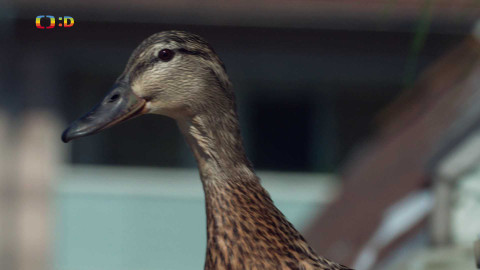 V divočině, tam to žije - Epizoda 35/40