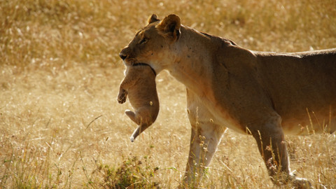 Matka příroda - 2/2 Pracující mámy