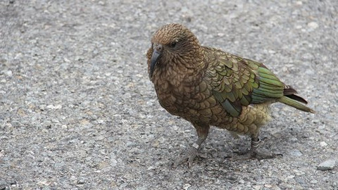 60 zvířecích zabijáků - Epizoda 8/20