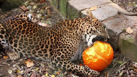 Zprávičky - 8. října 2020