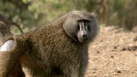 Obdivuhodný svět přírody - Pavián anubi