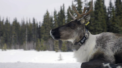 Znovuzrozená divočina Skalnatých hor: Od Yellowstonu k Yukonu - 3/4 Porodnice pro karibu