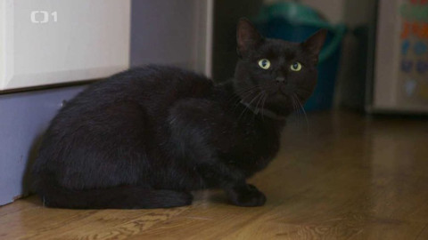 Kočka není pes - Štěněcí Gigi a zaujatý Ďupka