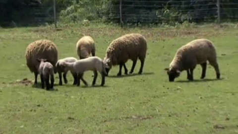 Videoatlas naší přírody - Ovce