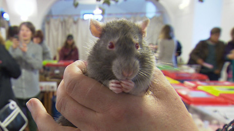 Chcete mě? - 8. listopadu 2015