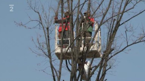 Nedej se! - Boj za záchranu zeleně