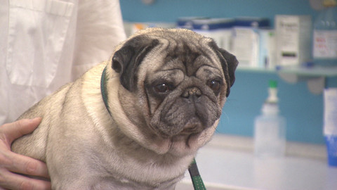 Chcete mě? - 26. února 2017