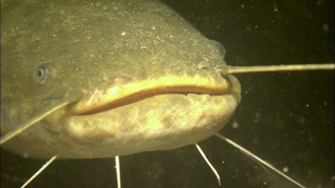 Obdivuhodný svět přírody - Obrovští sumci