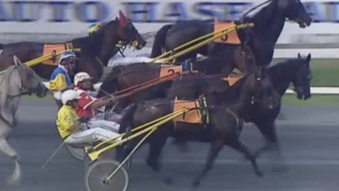 Jezdectví - Letní cena čtyřletých