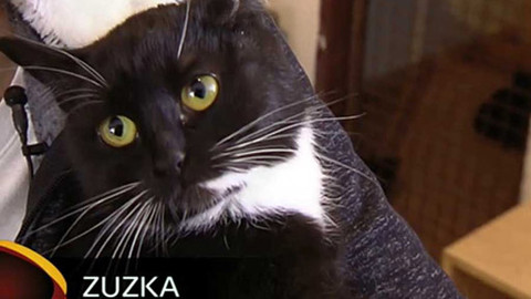 Chcete mě? - Chcete je?