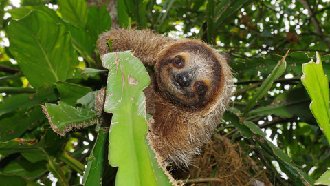 Naše kulatá planeta - Kouzelný prales