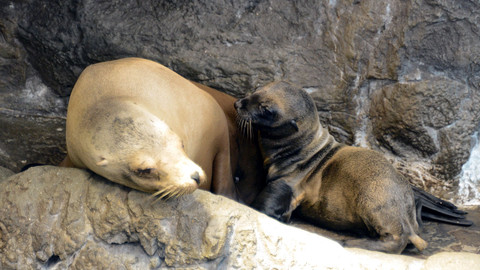 Příběhy zvířecích miminek - Epizoda 15/28