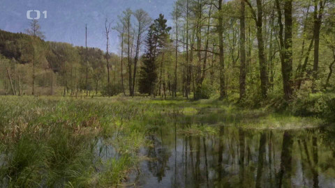 Kořeny lesa - Epizoda 9/40