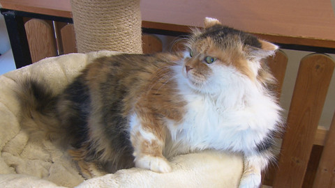 Chcete mě? - Chcete je?