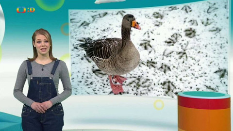 Zprávičky - 1. února 2017