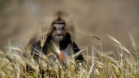 Země lidí - 5/8 Hory - život ve výškách