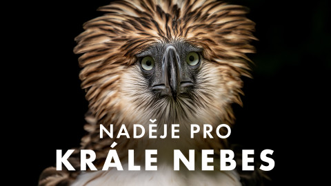 Naděje pro krále nebes