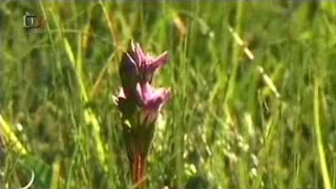 Živé srdce Evropy - Hořeček český