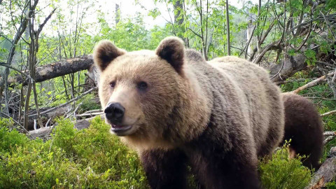 Nedej se! - Slovenské šelmy na mušce
