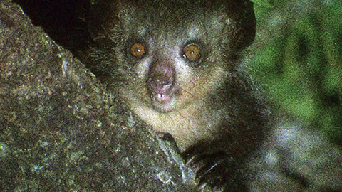 Obdivuhodný svět přírody - Ksukol ocasatý